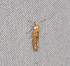 Argyresthia alternatella