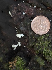 Physalacria pseudotropica