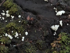 Physalacria pseudotropica