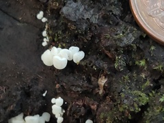 Physalacria pseudotropica