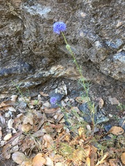 Gilia capitata capitata