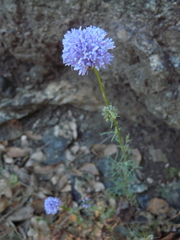 Gilia capitata capitata