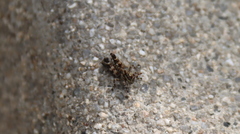 Oedaleus infernalis
