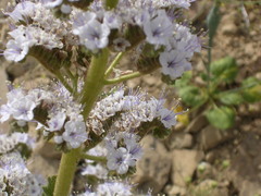 Phacelia mammillarensis