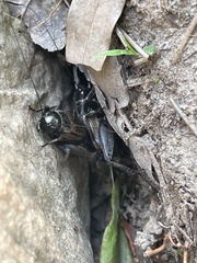 Gryllus veletis