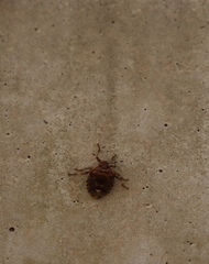 Menida