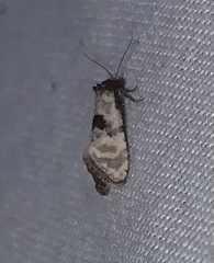 Platphalonidia