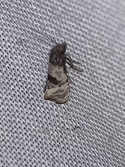 Platphalonidia