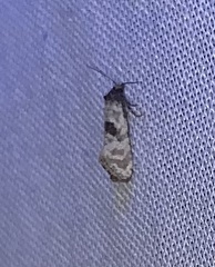 Platphalonidia