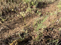 Lomatium cookii