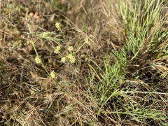 Lomatium cookii