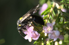 Amphylaeus morosus