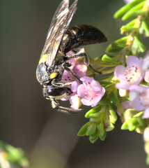 Amphylaeus morosus