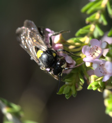 Amphylaeus morosus