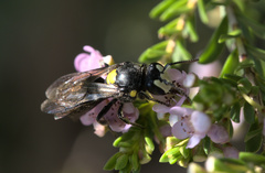 Amphylaeus morosus