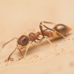 Synemosyna formica