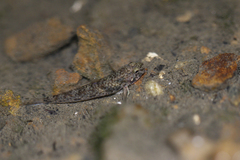 Pseudogobius poicilosoma