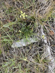 Lomatium cookii