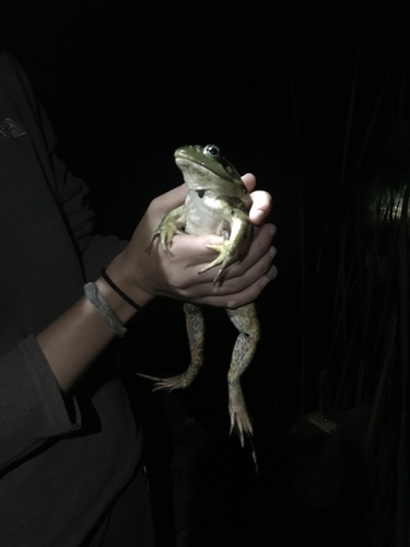 iNaturalist observation photo of American Bullfrog