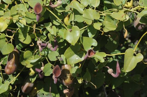 Andalusian Pipevine