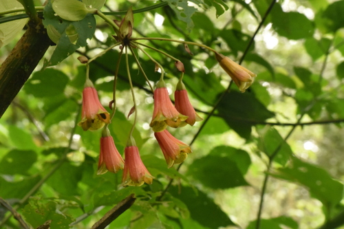 salsilla