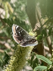 Hesperopsis libya