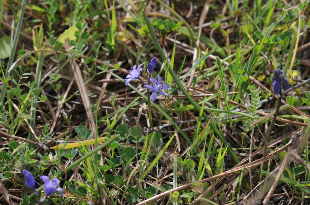 Scilla odorata