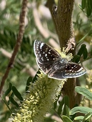 Hesperopsis libya