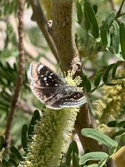 Hesperopsis libya