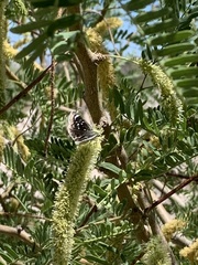 Hesperopsis libya