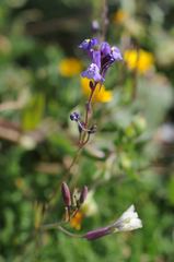 Linaria algarviana