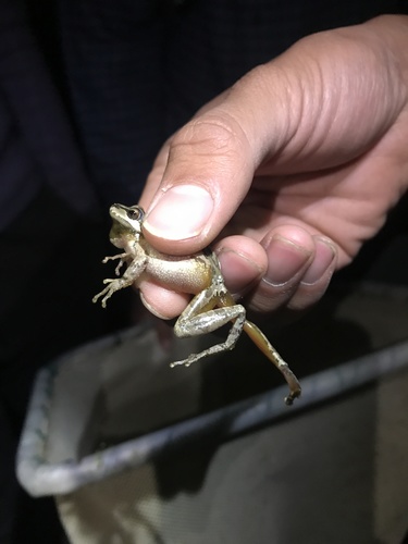 iNaturalist observation photo of Pacific chorus frog