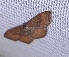 Leptostales rubromarginaria