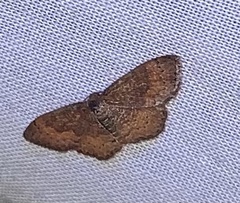 Leptostales rubromarginaria