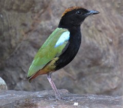 Pitta iris