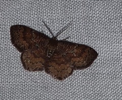Leptostales rubromarginaria
