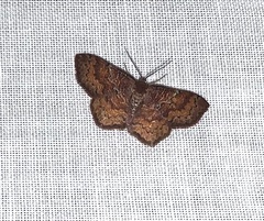 Leptostales rubromarginaria