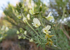 Astragalus misellus