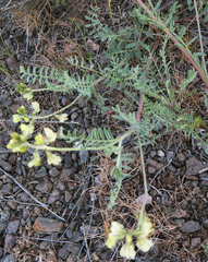 Astragalus misellus