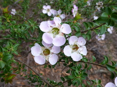 Leptospermum rotundifolium