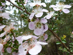 Leptospermum rotundifolium