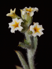 Heliotropium glanduliferum