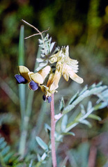 Vicia melanops