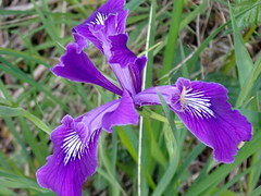 Iris tenax tenax