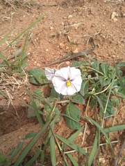 Lycianthes peduncularis