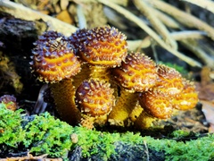 Pholiota glutinosa