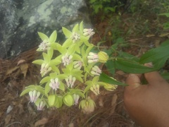 Asclepias auriculata