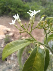 Vallesia conzattii
