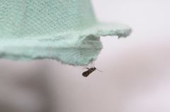 Micropterix tunbergella