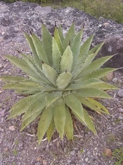 Agave lyobaa